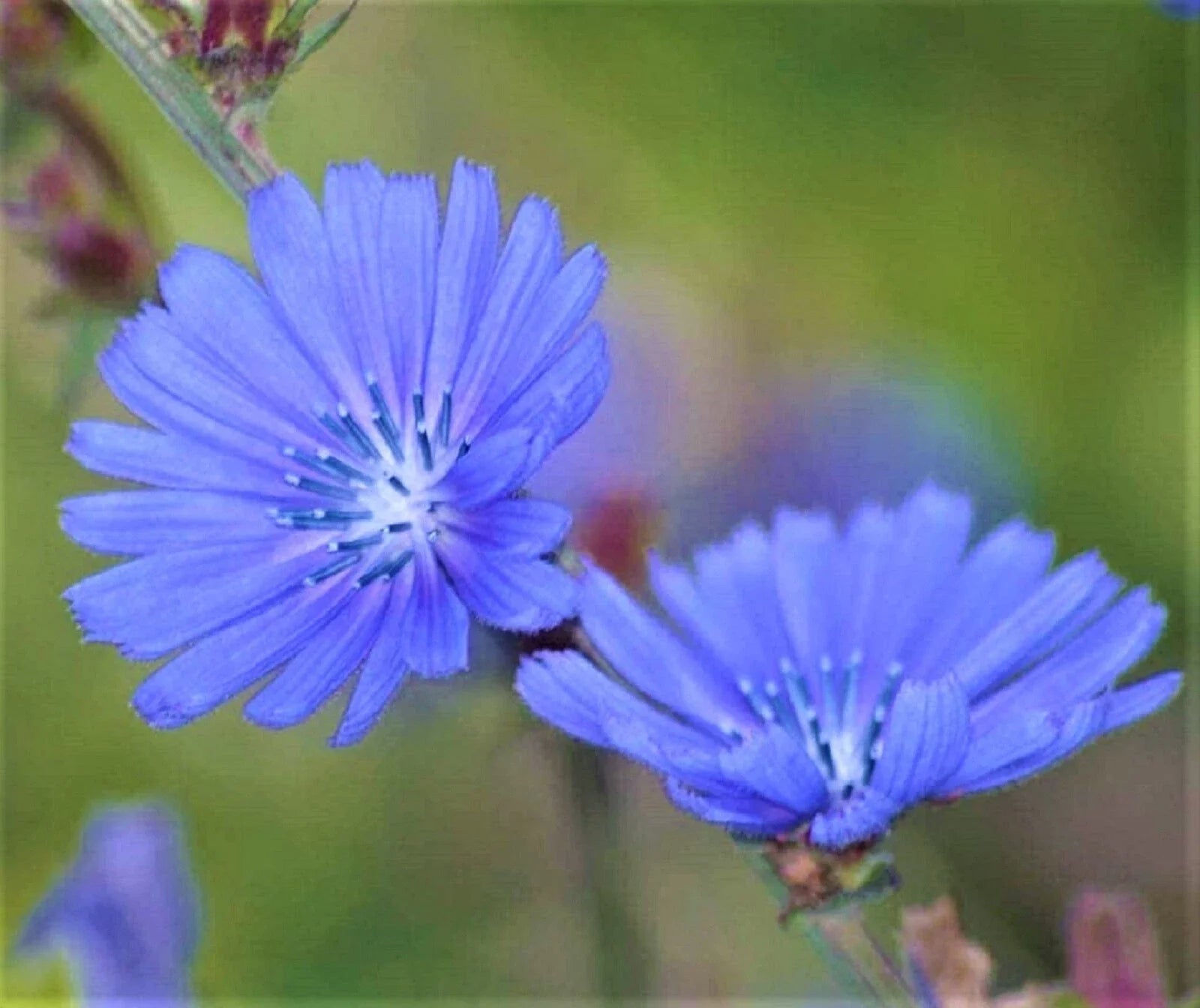 Blue Chicory Seeds – 300+ Non-GMO Organic Flower and Edible Seeds – Cichorium intybus for Garden and Culinary Use