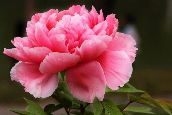 Peony Seeds 10pc Pack | Exotic Garden Flower | Paeonia spp. | Fragrant Blooms for Borders & Cut Flowers