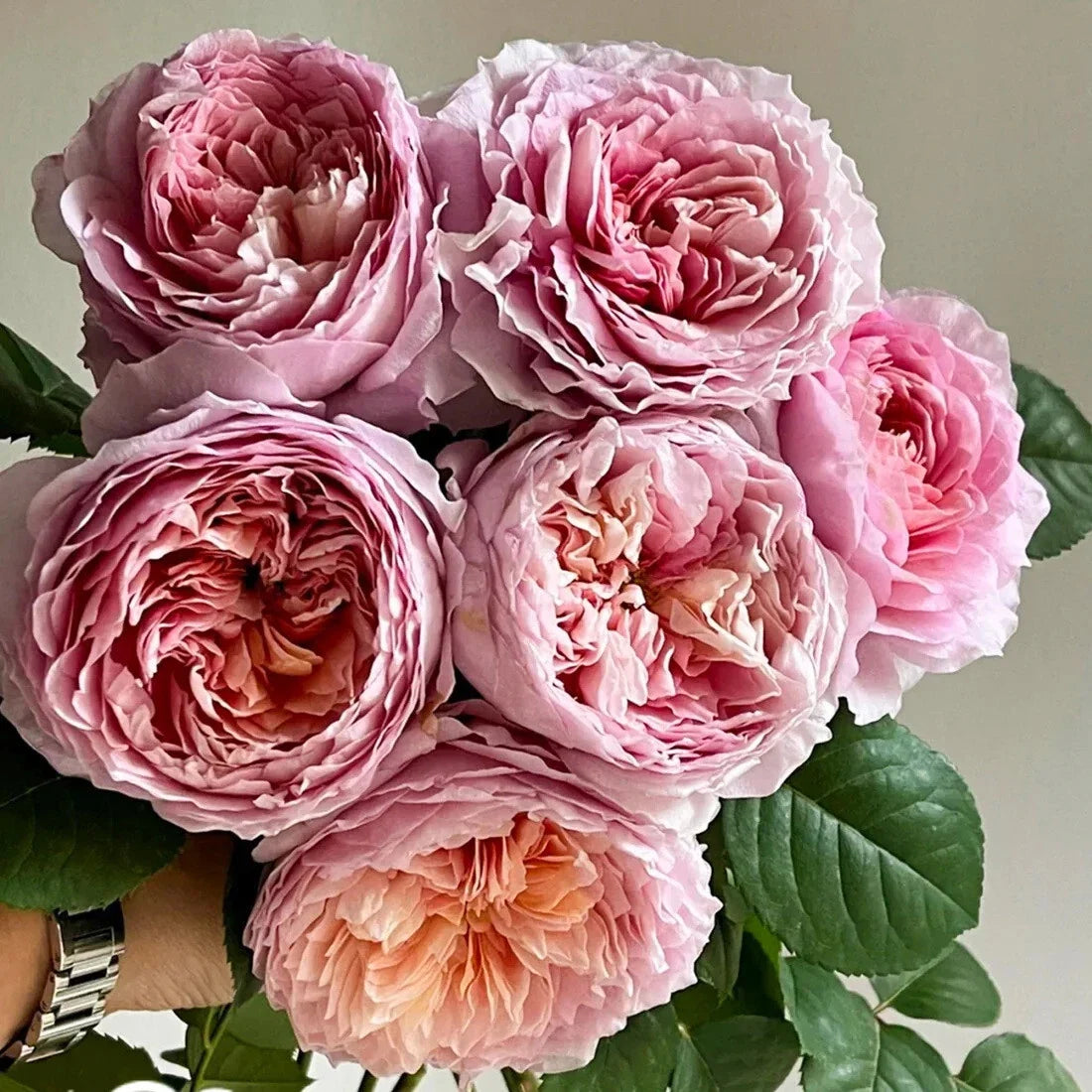 Super Rare Tantau Highgarden Rose Cuttings - 3 Rooting Grafting Cuttings Rosa 'Highgarden'