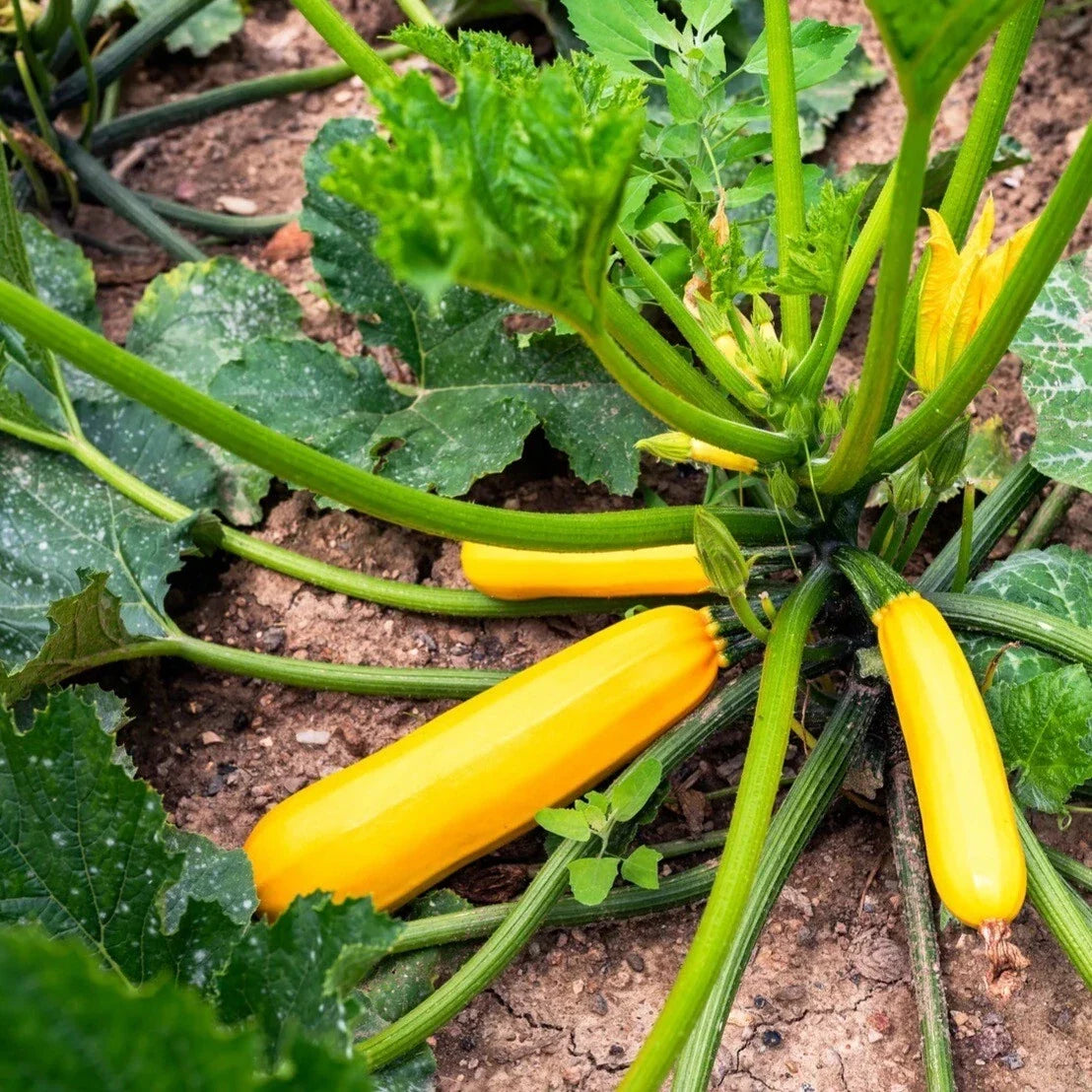 Heirloom Organic Golden Zucchini Seeds - 25 Fresh Cucurbita pepo Vegetable Garden Starter, Non-GMO, Full Sun