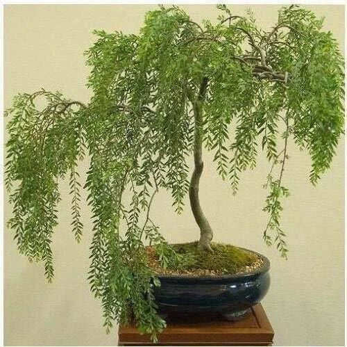 Australian Willow Bonsai Cutting, Thick Trunk, Fast Growing, Salix elegans, Indoor Outdoor Plant