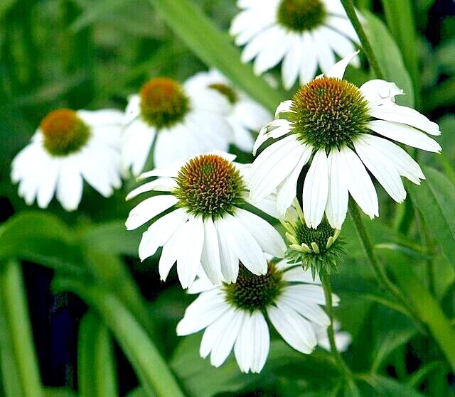 Echinacea Seeds 100 Count Snow White Coneflower Large Daisy Flowers Pollinator Attracting USA Seller