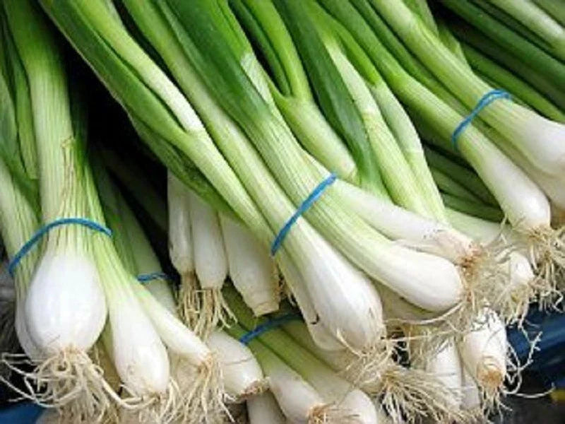 Tokyo Long White Onion Seeds - 200+ Bunching Scallion Vegetable - Allium fistulosum - USA