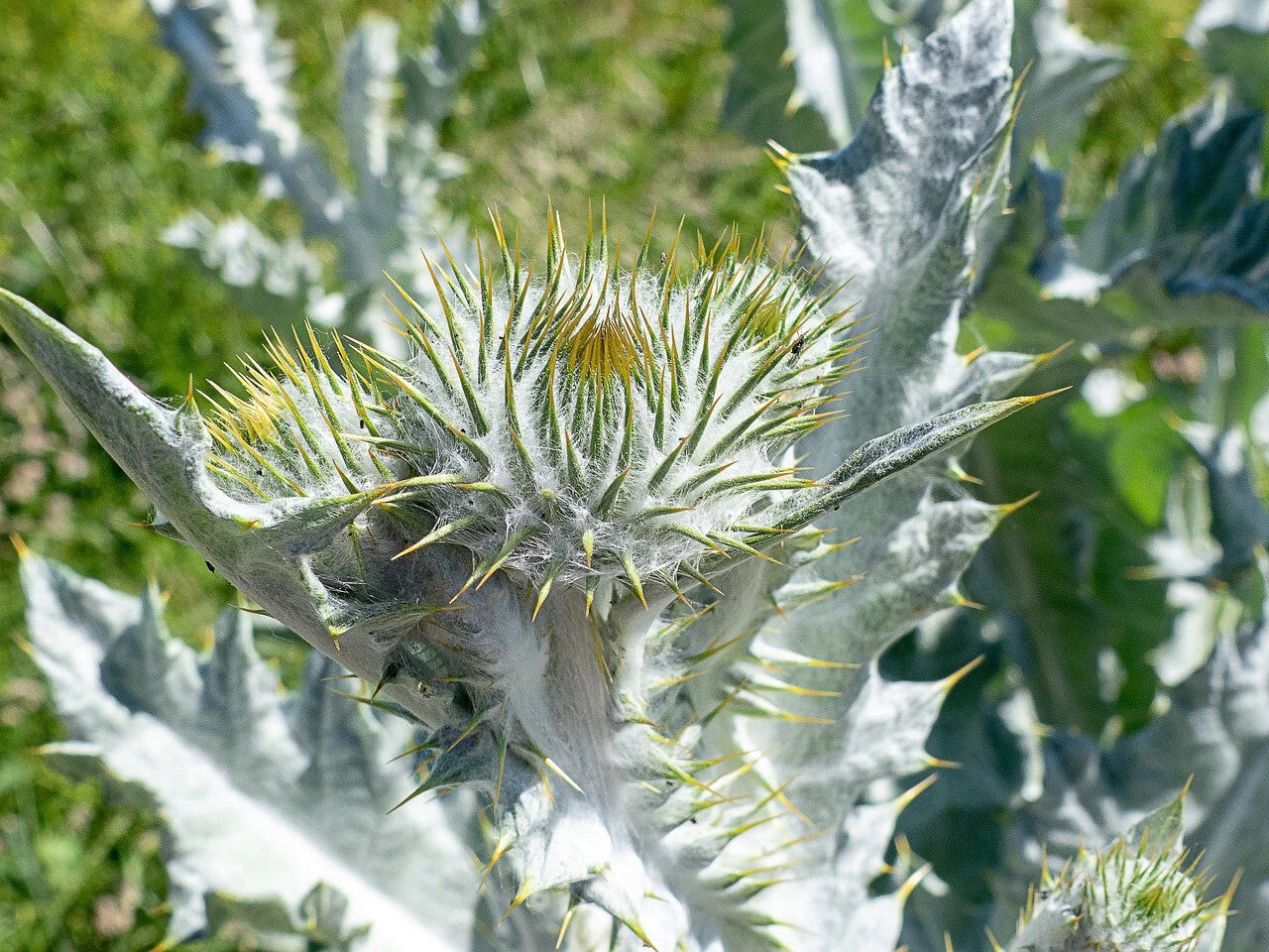 Silver Thistle Seeds - 200+ Pack for Garden Planting, Cirsium vulgare, Purple Flowers, Wildflower & Pollinator Garden Seeds