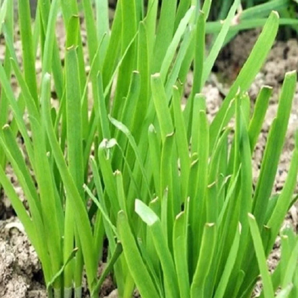Garlic Chives Seeds | Organic, Non-GMO, Heirloom | Allium tuberosum Herb Seeds for Culinary Gardens