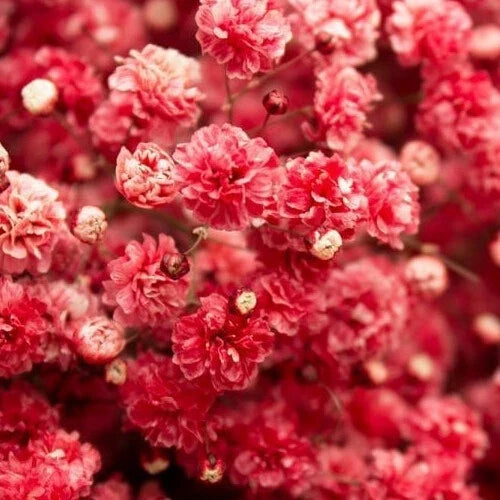 Crimson Red Baby's Breath Seeds - Non-GMO Gypsophila elegans for Garden & Floral Arrangements, Vibrant Red Blooms