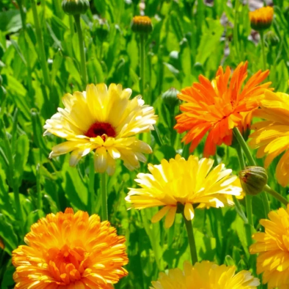 Calendula Seeds Pacific Beauty Mix | Heirloom Calendula officinalis Flower Seeds