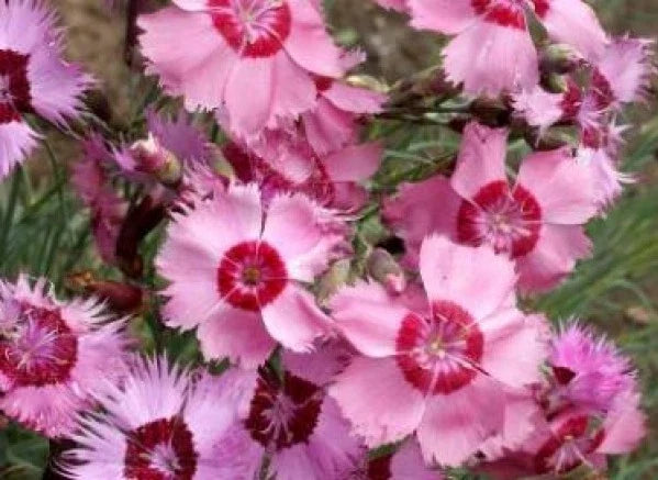 Cottage Pinks Seeds - 50 Pack - Dianthus Plumarius Perennial Flower Seeds for Borders & Containers