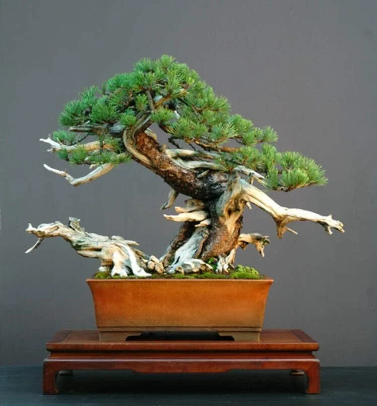 Dwarf Mugo Pine Bonsai Tree Seeds - Pinus mugo pumilio - Compact Evergreen for Indoor & Outdoor Gardening