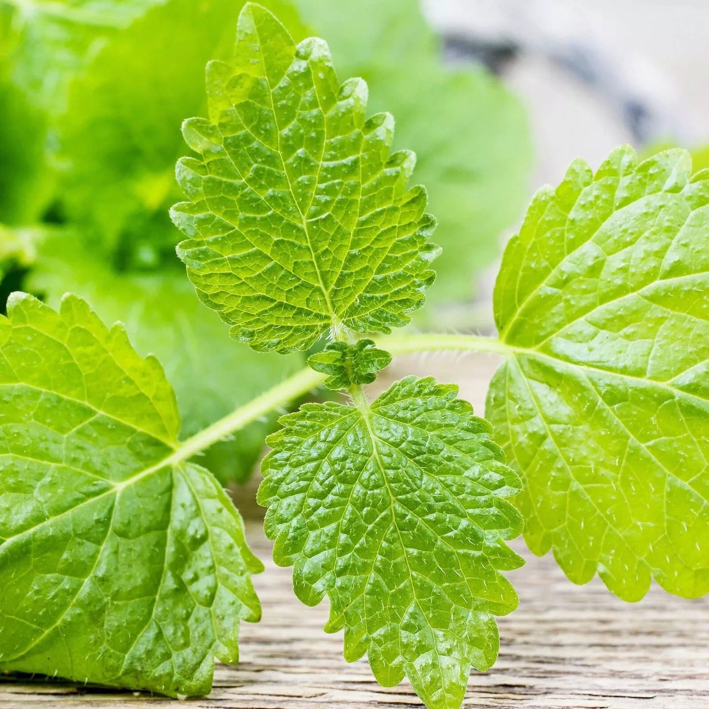 Lemon Balm Seeds 1000+ Non-GMO Heirloom Melissa officinalis for Herb Garden
