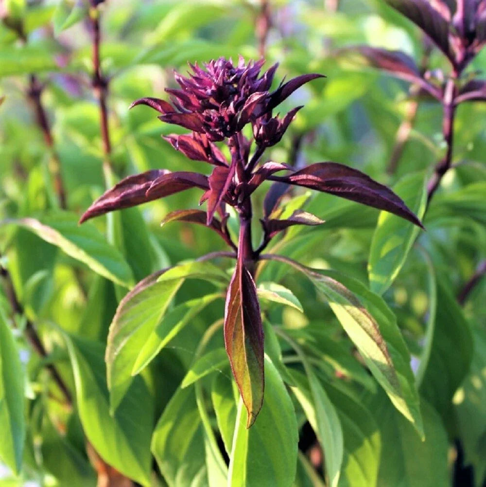 Thai Basil Seeds - 25 Pack, Sweet Flavor, Ocimum basilicum var. thyrsiflora, Aromatic Herb for Cooking and Gardening