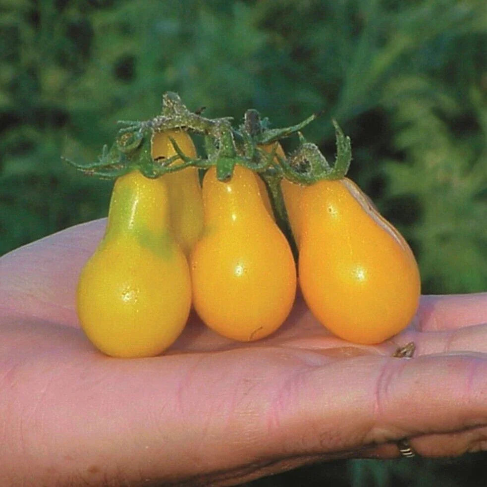Yellow Pear Tomato Seeds - 30+ Heirloom NON-GMO Organic Solanum lycopersicum