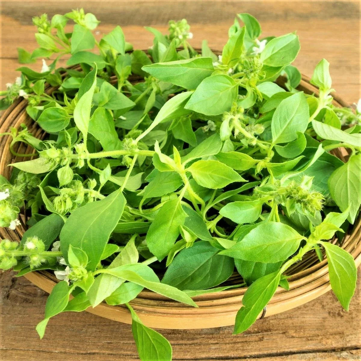 Lemon Basil Seeds - 100 Non-GMO Herb Seeds - Citrus Flavor, Culinary & Garnish - Ocimum basilicum var. citriodorum
