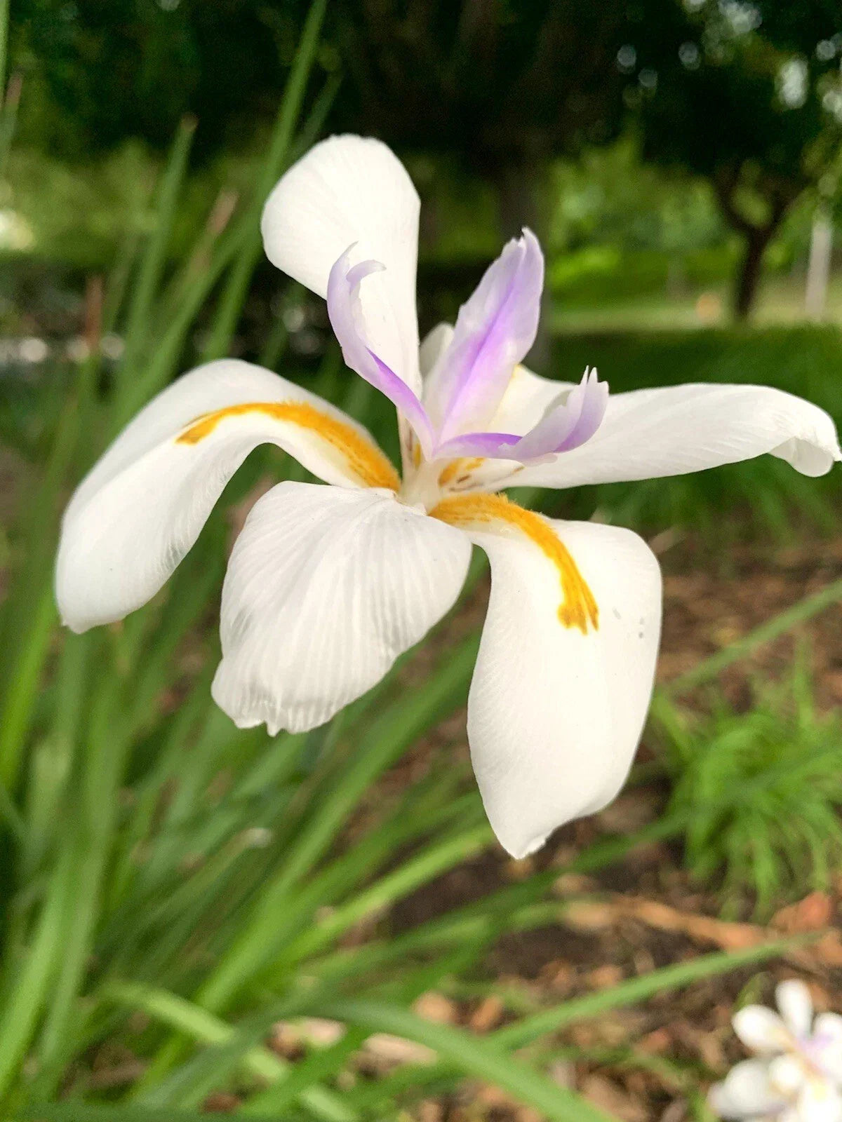 African Iris Seeds 30 Count - Dietes Iridioides Fortnight Lily USA Grown 2025 Harvest