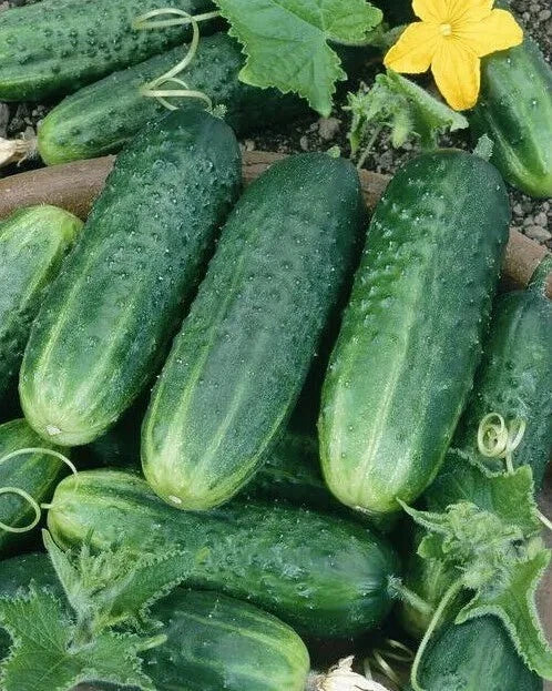 Carolina Cucumber Seeds - Organic Heirloom NON-GMO Cucumis sativus - Pack of 100+ Seeds for Home Garden, Salad, and Pickling