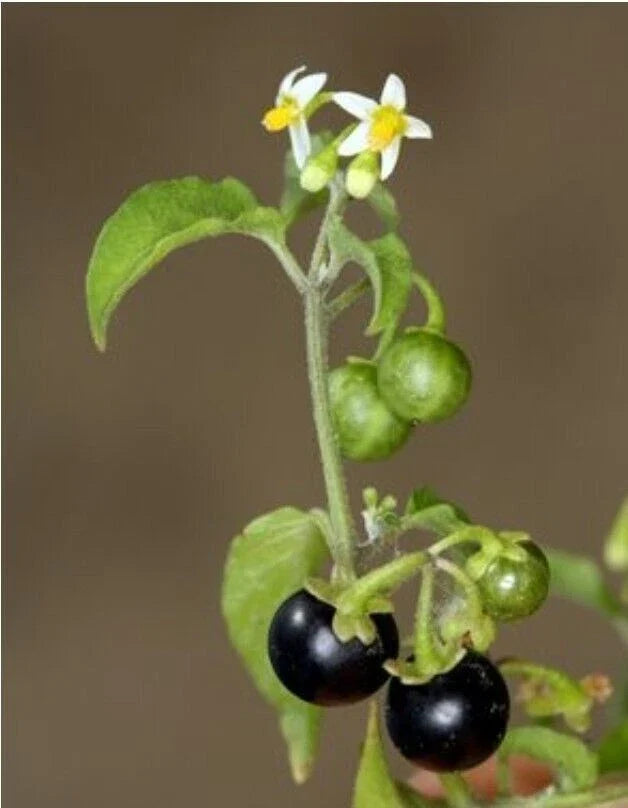American Nightshade Seeds - Organic Solanum nigrum, Ptychanthum, Americanum, 100+ Seeds for Garden, Indoor & Container Planting