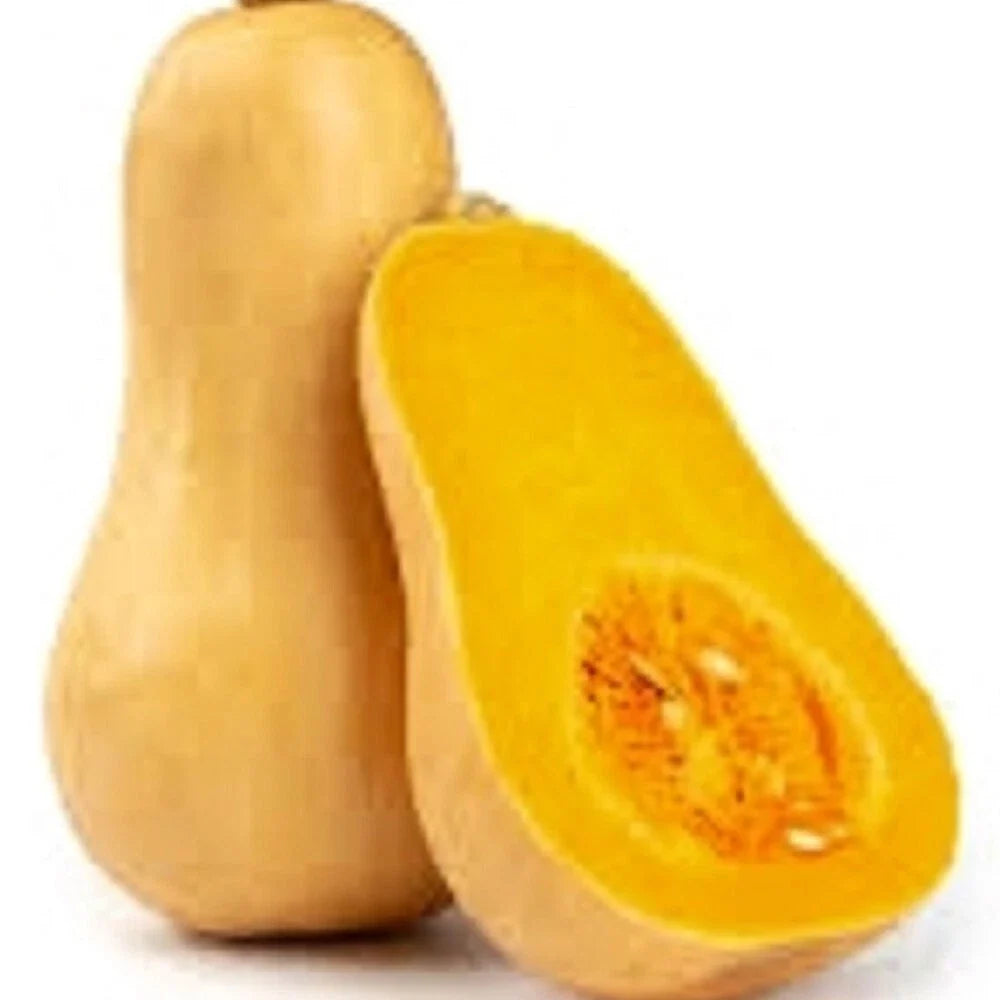 Butternut Winter Squash Seeds | Organic Heirloom Cucurbita moschata | Non-GMO Vegetable Seeds for Gardening