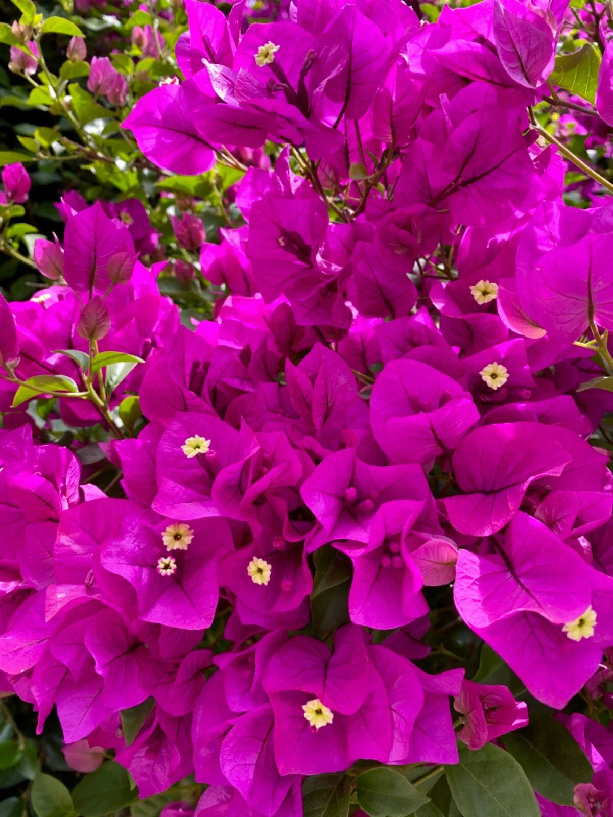 Bougainvillea Fuchsia Cuttings - 4 Pieces for Planting | Bougainvillea glabra