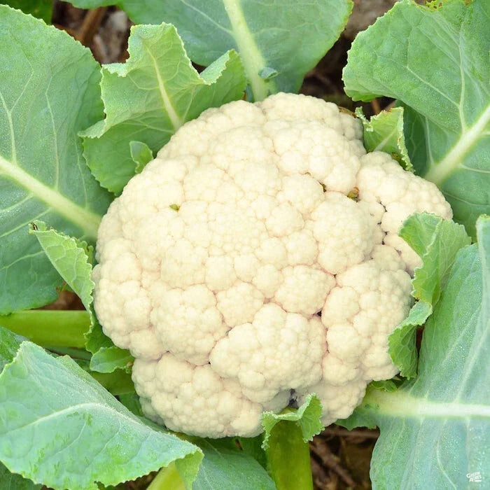 Early Snowball Cauliflower Plants Set of 4 – Heirloom Brassica oleracea starter plants for home gardens