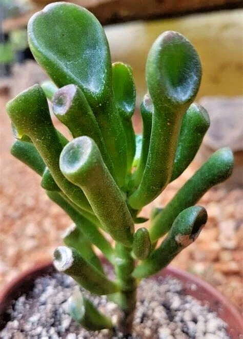 Succulent Plant 2-4" Gollum Jade Crassula ovata 'Gollum' Live Money Tree Indoor Plant