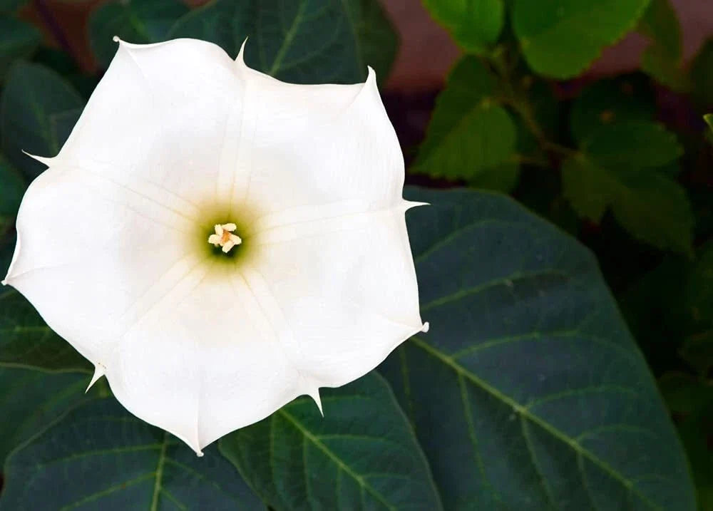 White Trumpet Bush Seeds - 20 Pack, Fragrant White Flowers, Butterfly & Hummingbird Attractant, Tecoma stans