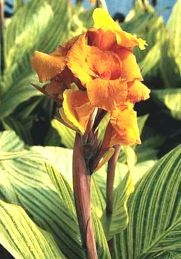 Canna Lily Bulb Live Plant - Pretoria Orange Variegated Bengal Tiger Canna striata