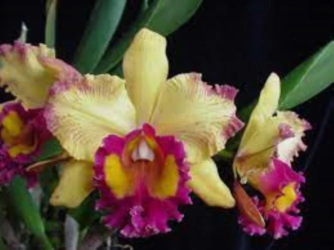 Orchid Plant 2.5" Pot Rhyncholaeliocattleya Hausermann's Starfire 'Times Square' | Indoor Orchid