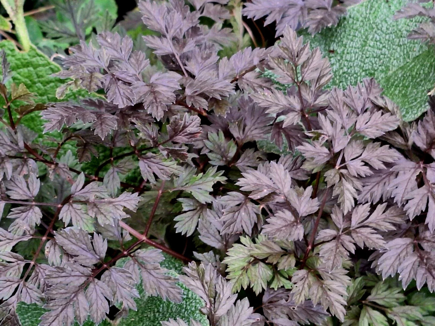 Black Cow Parsley Seeds - 50 Pack, Anthriscus sylvestris Ravenswing, Perennial Wildflower for Borders & Pollinators