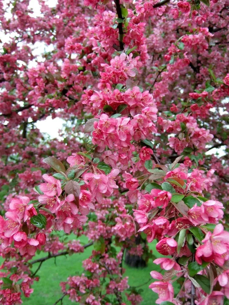 Adams Crabapple Seeds - 25+ Premium Malus coronaria for Garden Planting, Landscaping & Wildlife Attraction