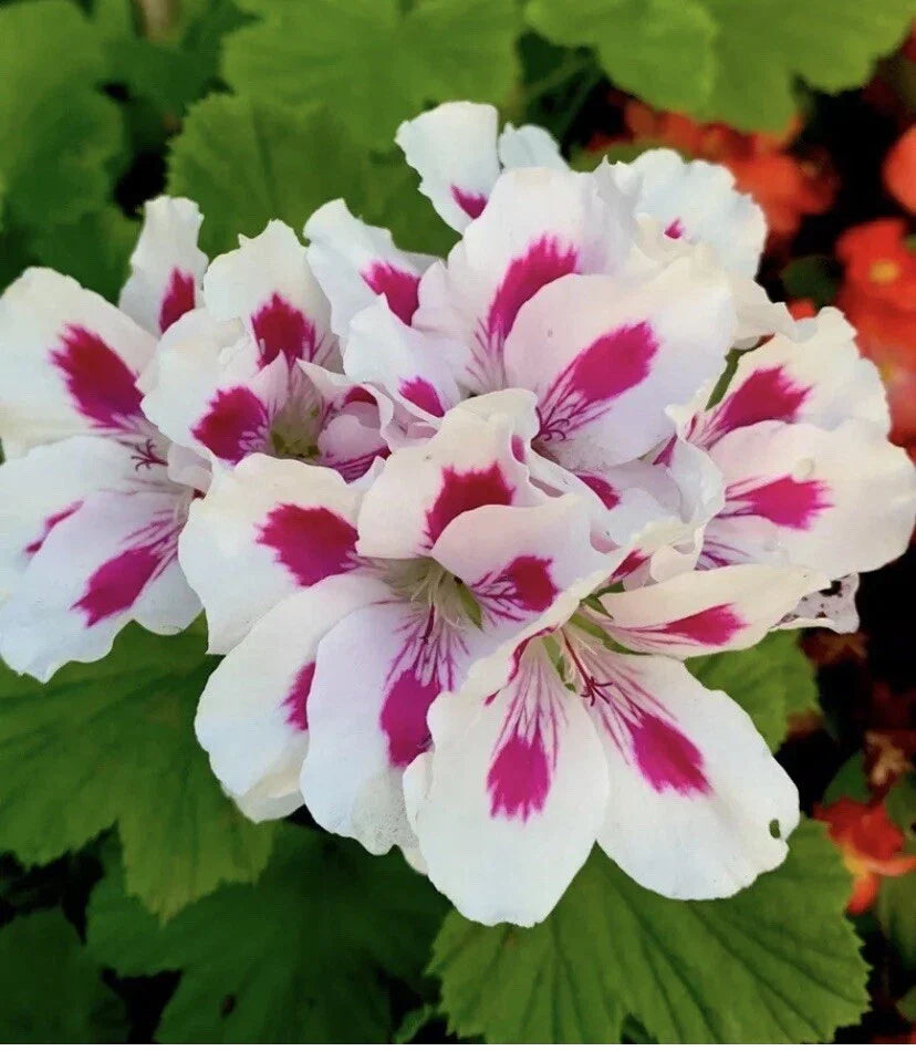 Geranium Live Plant 10-12” Tall White Bright Pink Pelargonium in 3” Pot