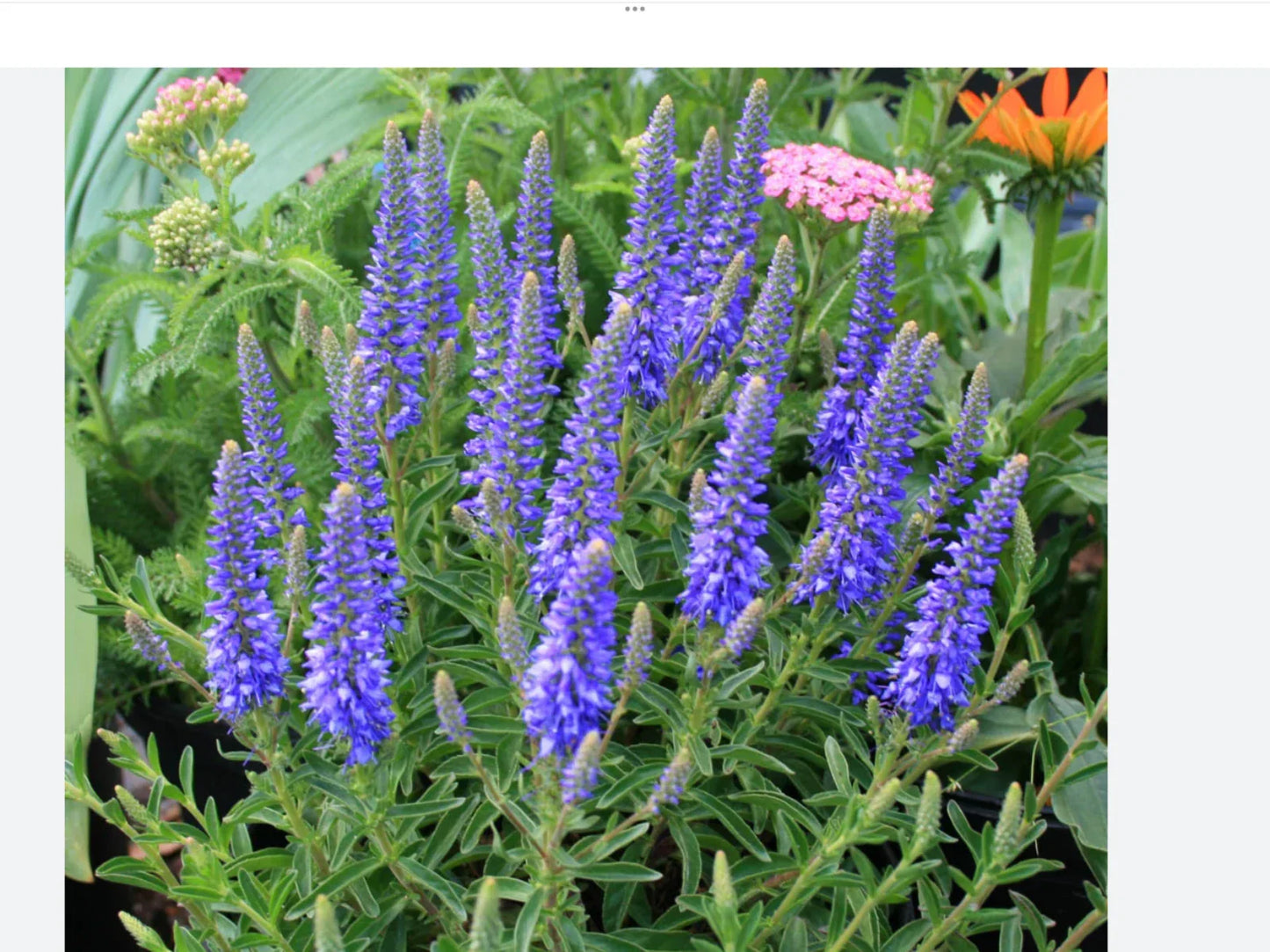 Blue Veronica Seeds 50 Count - Veronica spicata Perennial Flower Seeds