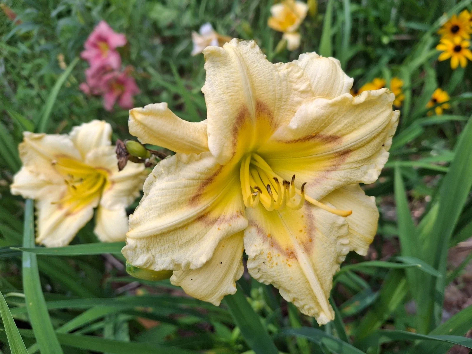 Daylily Bareroot Plant - Hemerocallis 'Camden Queen' - One Mature Eye, Perennial, Bright Yellow-Orange Blooms