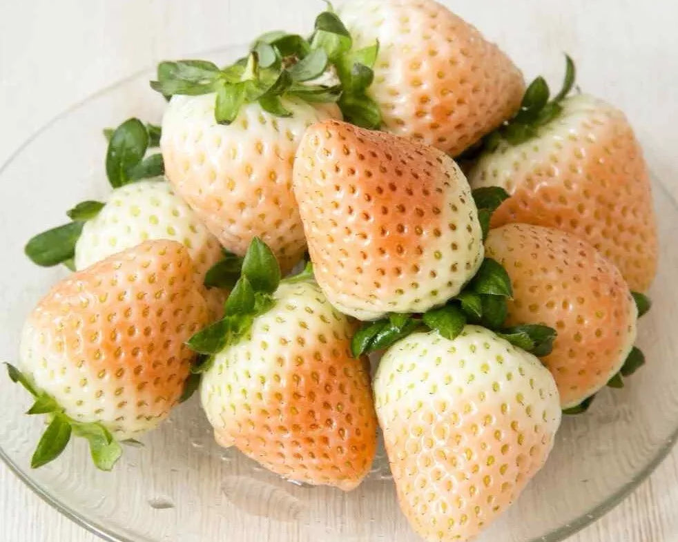 White Wild Strawberry Seeds - 50+ Seeds - Fragaria Vesca White Soul - USA Grown
