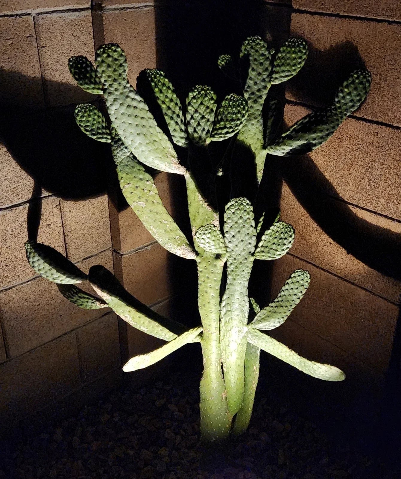 Consolea Rubescens Road Kill Cactus Live Pad Cutting – Unique Succulent for Indoor & Outdoor Decor