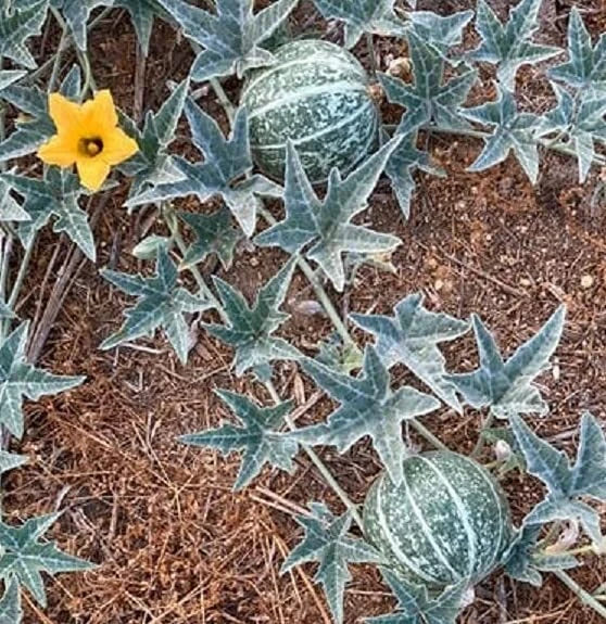 Coyote Melon Seeds 10 Pack - Bright Striped, Compact Vines - Cucumis melo - Fast Growing, Garden Fresh Fruit