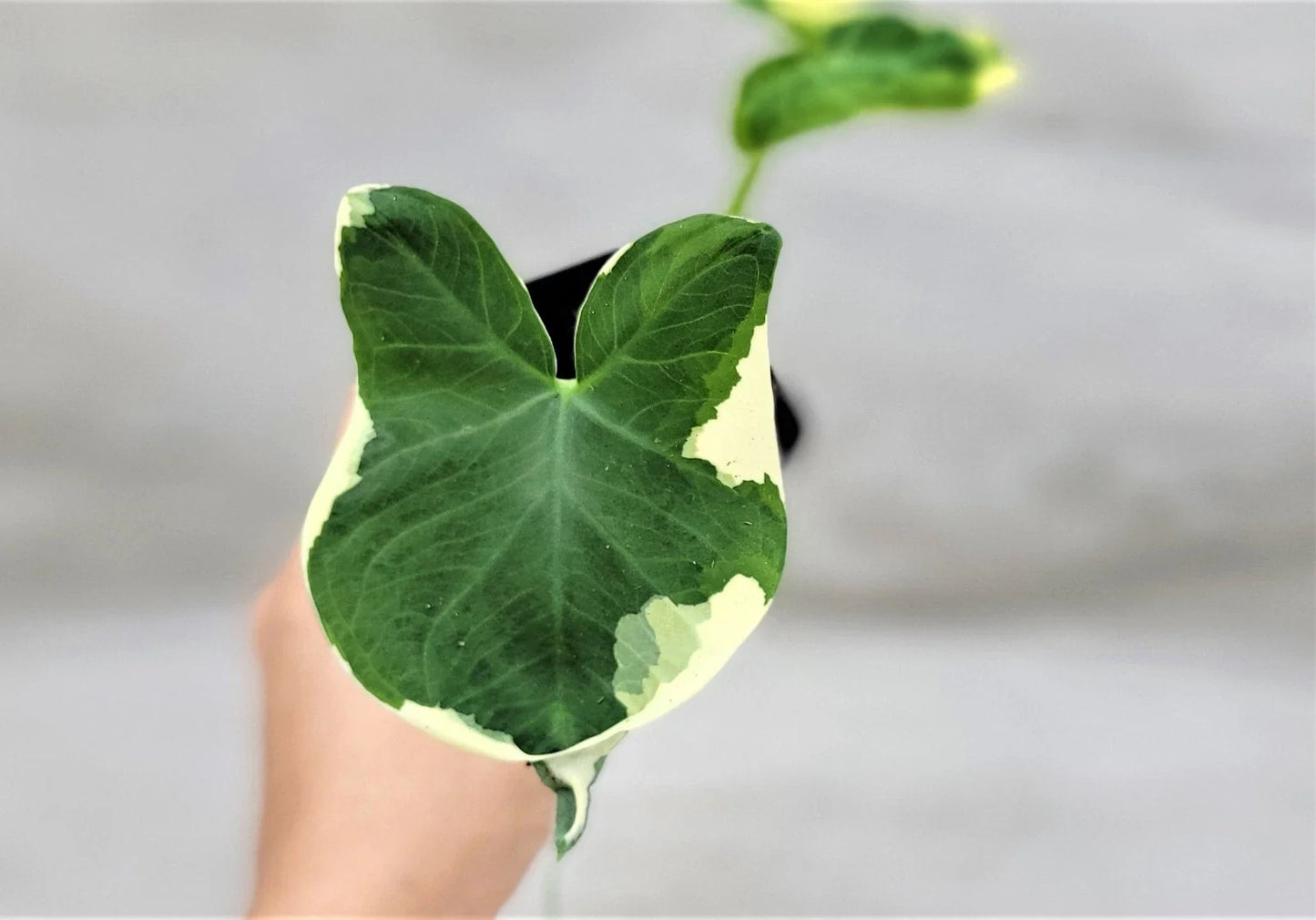 Alocasia Mickey Mouse Plant 3" Rare Variegated Elephant Ear Indoor Live Plant Alocasia micholitziana 'Frydek'
