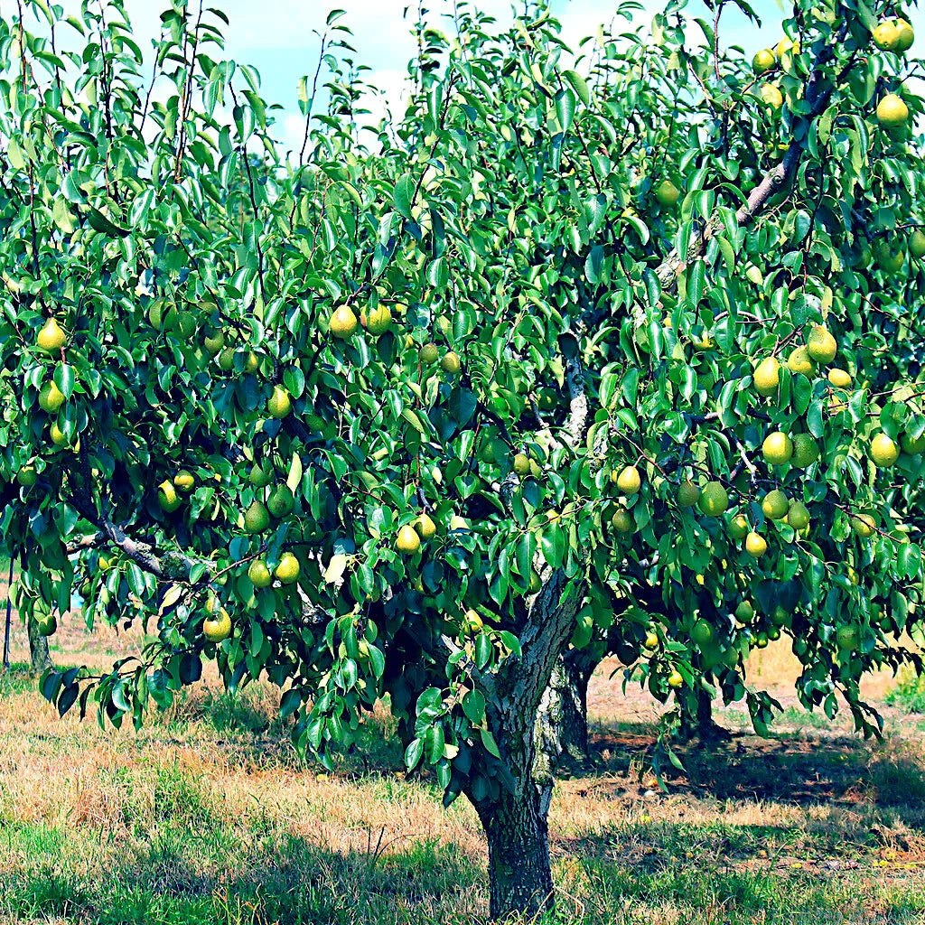 European Pear Tree Seeds - Fast Growing Hardy Pyrus Communis for Fruit Gardens