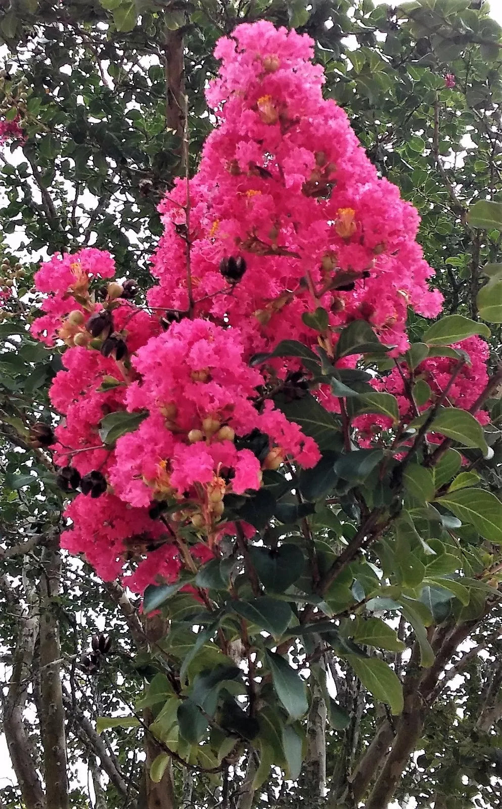 Hot Pink Crepe Myrtle Trees 6" Rooted Cuttings Lagerstroemia indica, Fast Growing Flowering Bushes for Garden