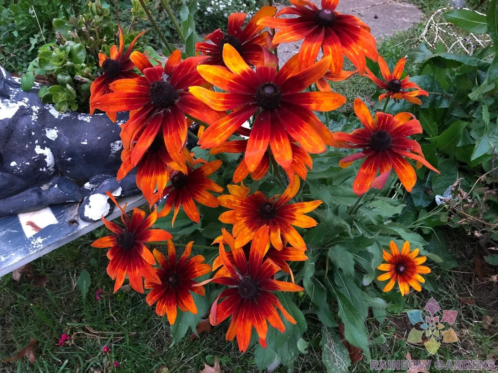 Gypsy Chycks Rudbeckia Seeds - 200+ Black-eyed Susan Annual Planting for Garden, Borders, Containers - Rudbeckia hirta