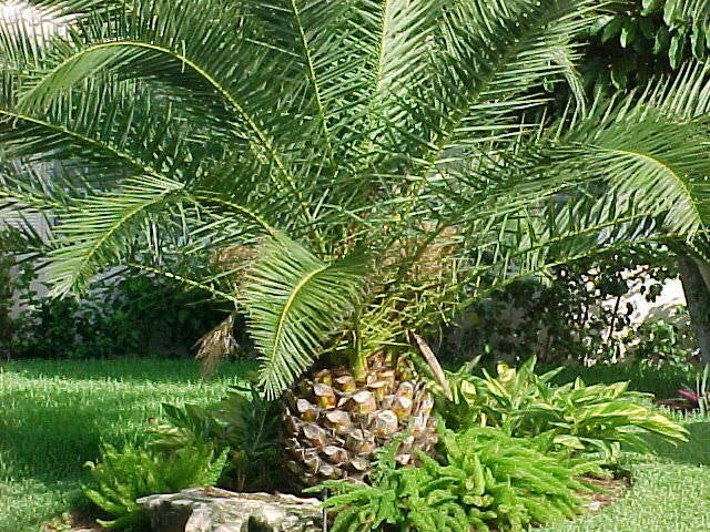 Canary Island Date Palm Tree, Phoenix Canariensis, 1 Plant, Tropical Indoor Outdoor Decorative Plant, 1.5+ Years Old
