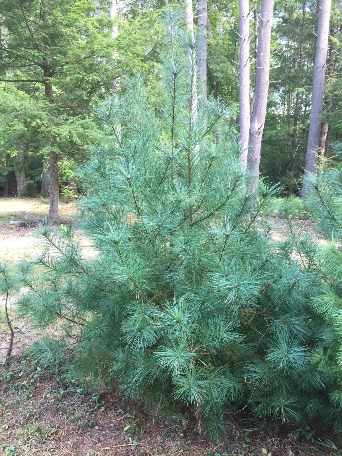 Eastern White Pine Tree Seedlings - 24-30" Bare Root Transplants Lot of 3 - Pinus strobus for Reforestation & Landscaping