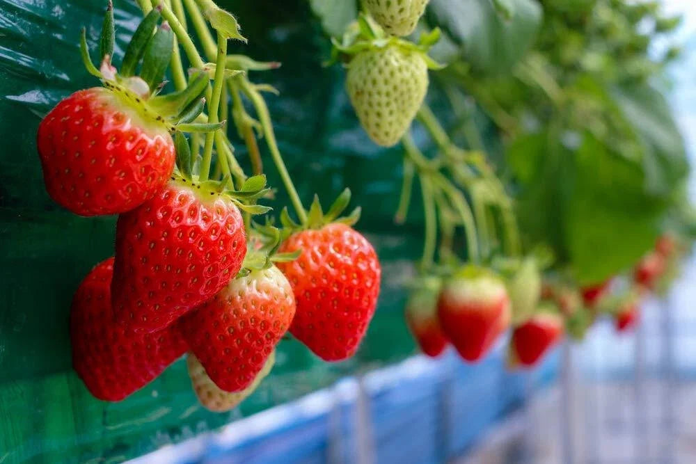 Everbearing Strawberry Seeds - 200+ Fragaria x ananassa Red Fruit for Garden & Container Cultivation