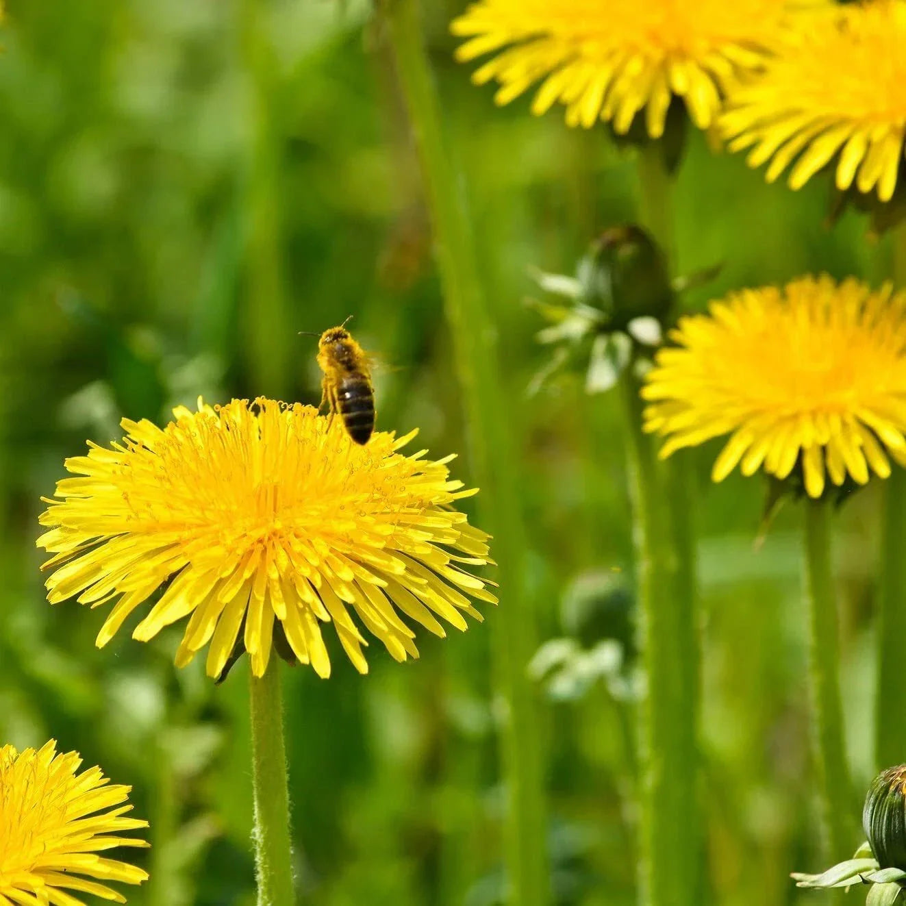 Dandelion Seeds - 250 Count Taraxacum officinale Perennial Herb for Gardens
