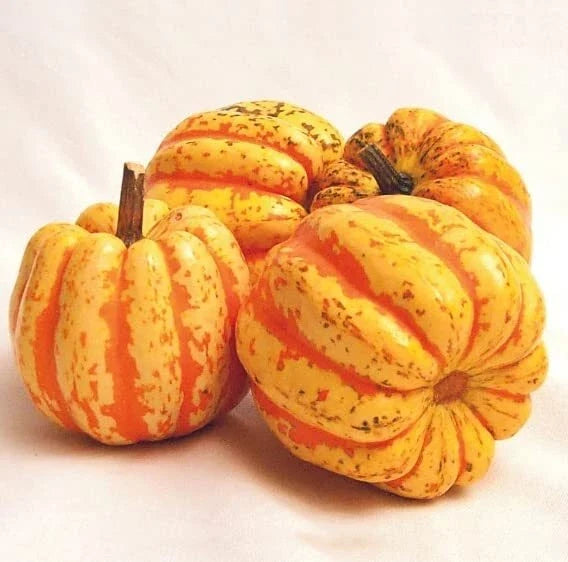 Celebration Squash Seeds - Exotic Pumpkin Variety for Planting, Cucurbita pepo, Vining, 10 Seeds