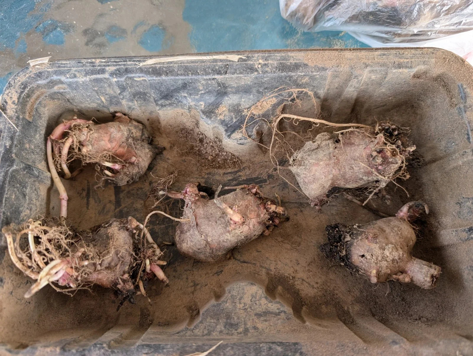 Large Organic Jerusalem Artichoke Tubers for Planting - Helianthus tuberosus, Bright Yellow Flowers