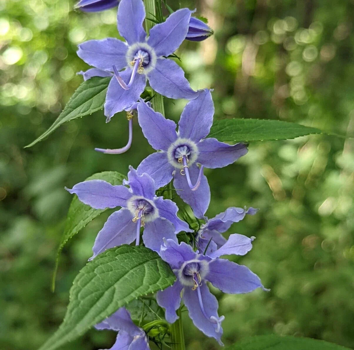 Tall Bellflower Seeds - 500+ Campanula americana Native Wildflower for Pollinators & Natural Landscaping