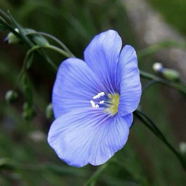 Flax Seeds - 200 Seeds - Common Flax (Linum usitatissimum) - USA Grown