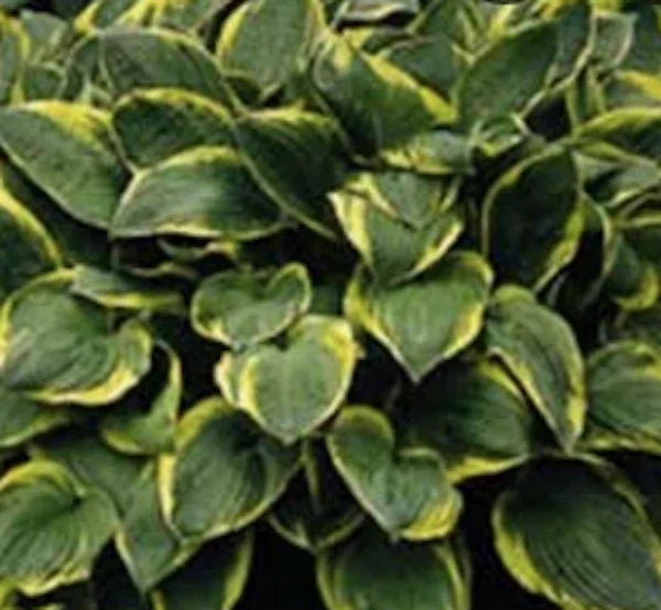 Hosta Aureomarginata Plant – Variegated Green and Yellow Foliage – Shade Garden Perennial – Hosta sieboldiana