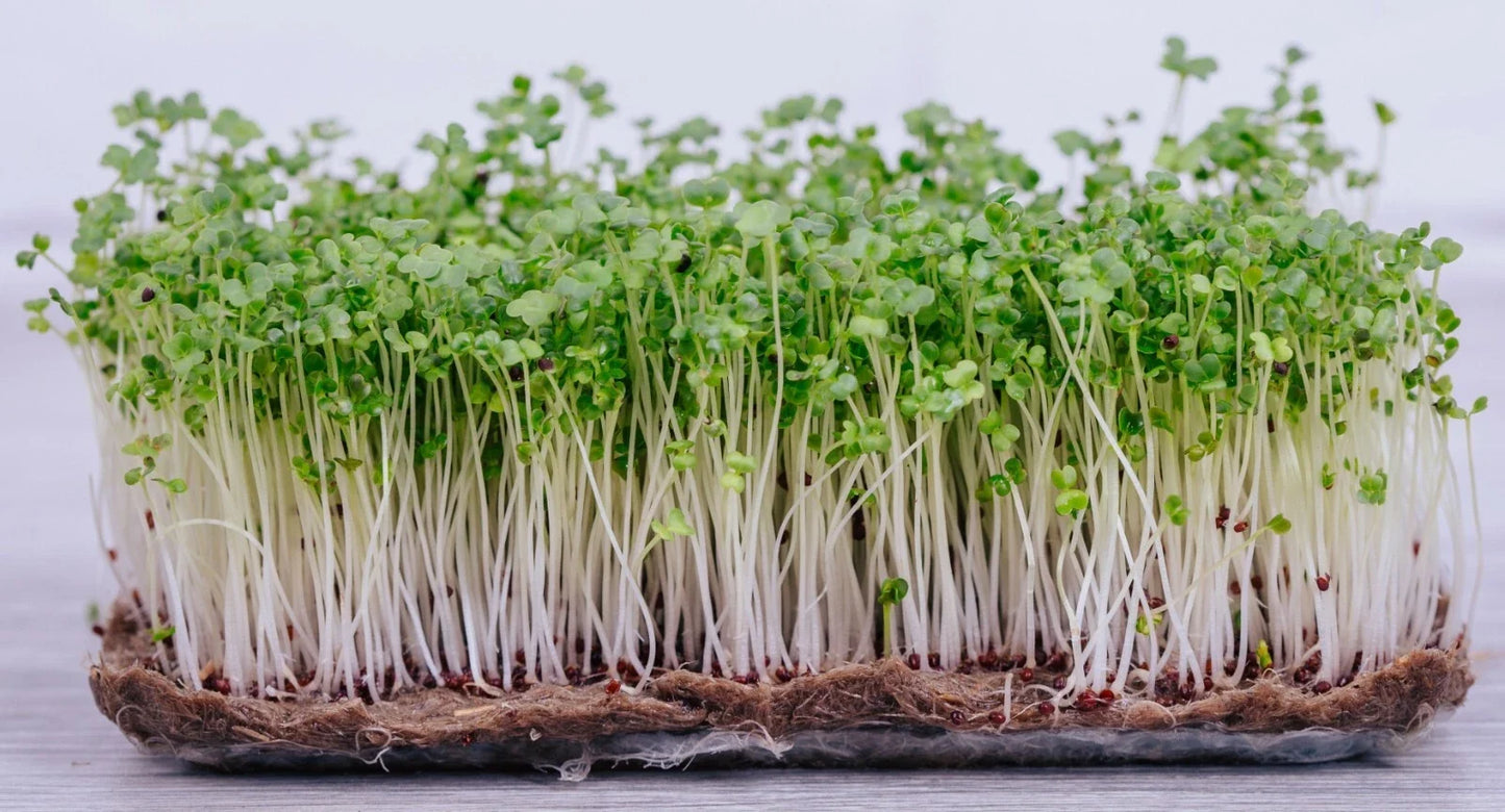 Broccoli Microgreen Seeds – Non-GMO Bulk Seeds for Indoor & Outdoor Gardening – Brassica oleracea