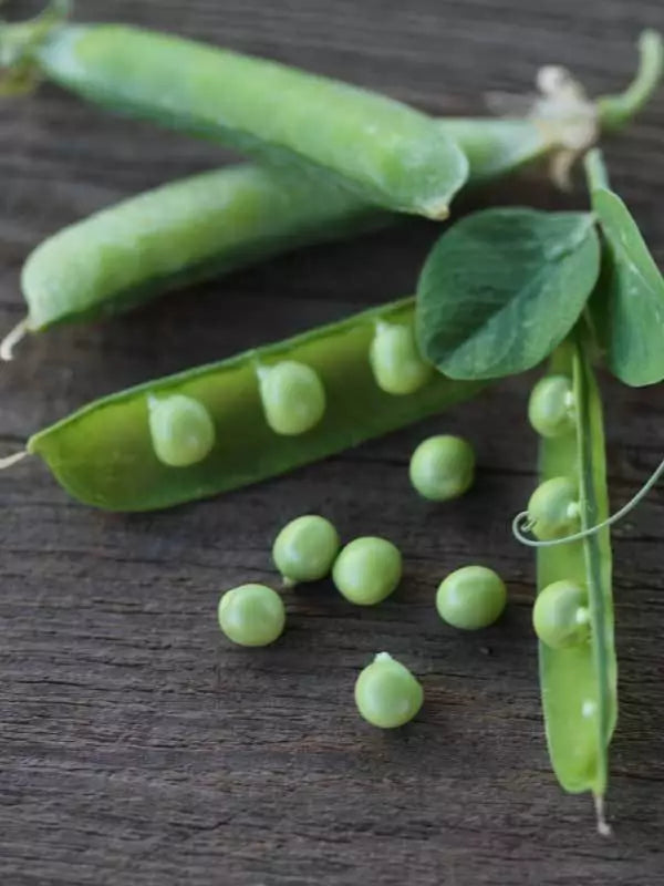 Alaska Peas Seeds 8oz Heirloom Microgreens Fast Growing Pisum sativum Non-GMO Indoor Outdoor Gardening